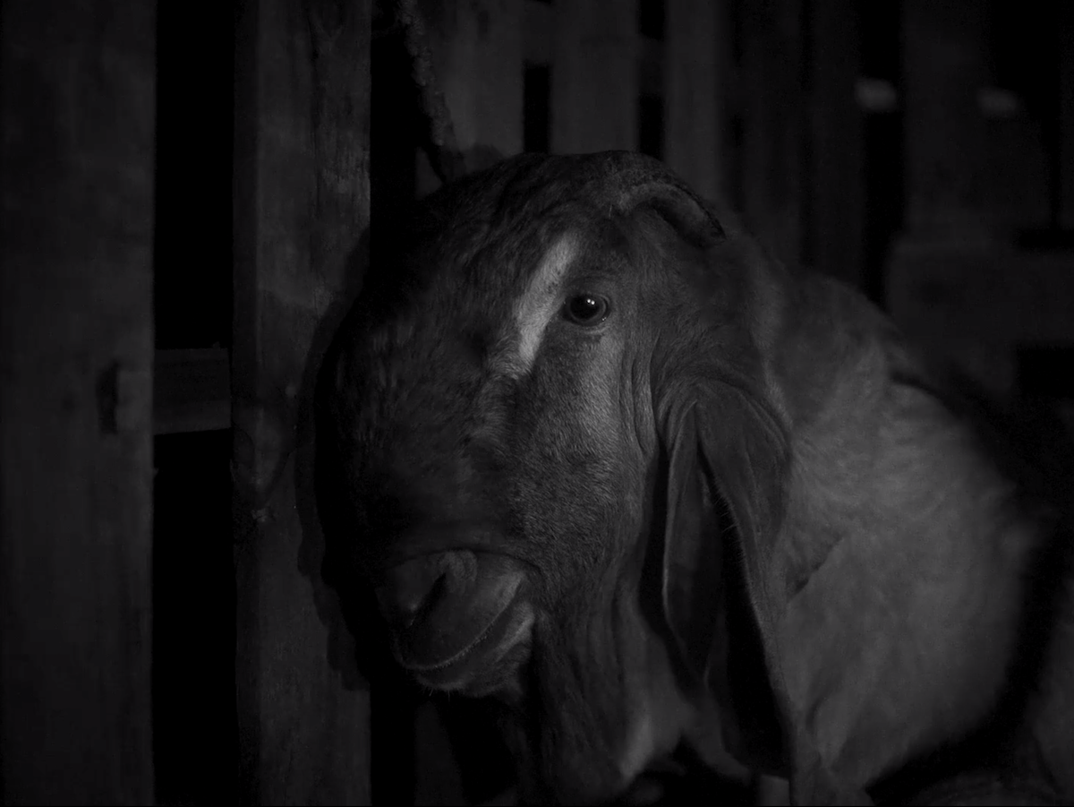 New Frequencies: Short Films of Youth and Whimsy